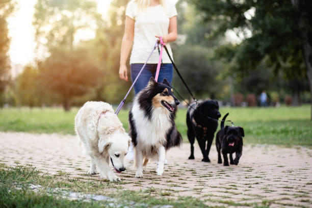 A pet sitter and dog walker takes pet boarding guests for a walk.